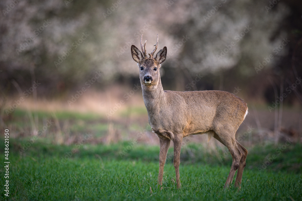 Roe deer standing in field Roe deer standing in field
