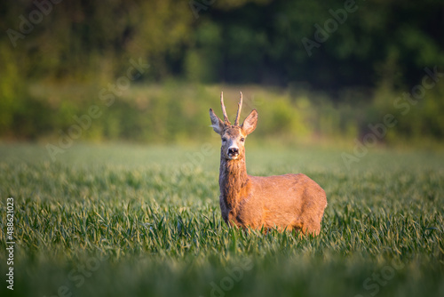 Roe deer standing in field photo