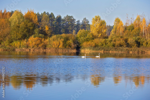 autumn in the forest