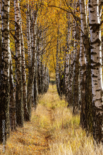 Fototapeta Naklejka Na Ścianę i Meble -  autumn in the woods