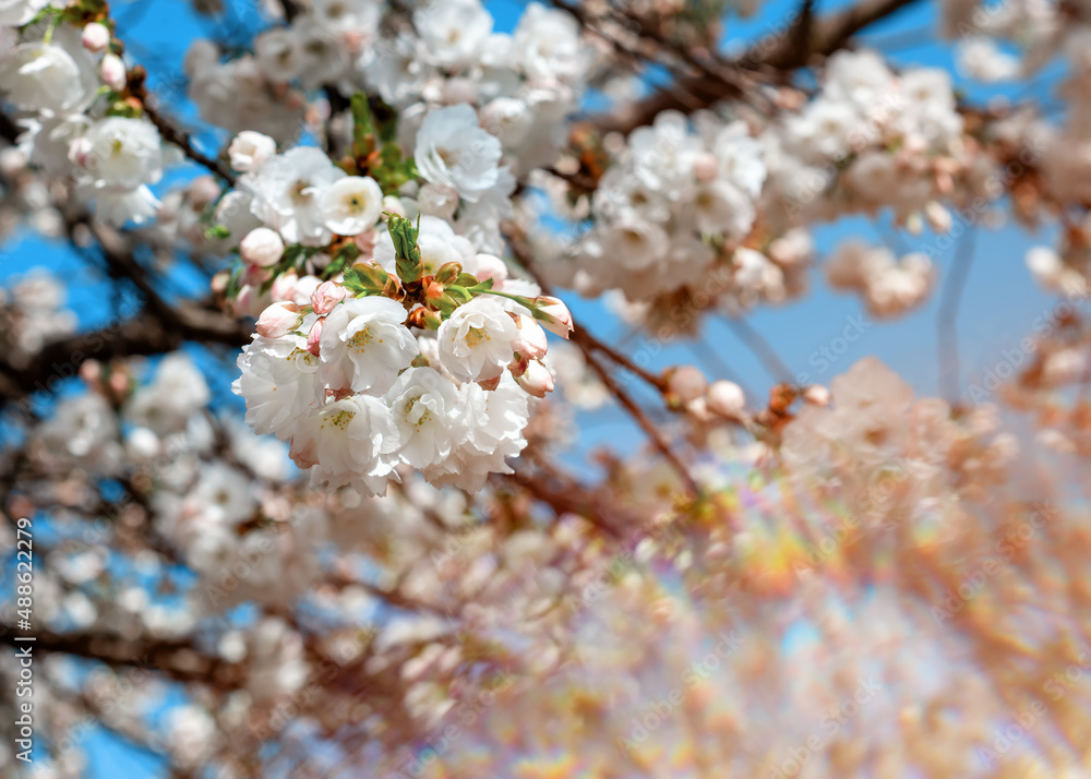 pink flowers blossom and green leaves on the branch on sunny spring day against blue sky pink flowers blossom and green leaves on the branch on sunny spring day against blue sky