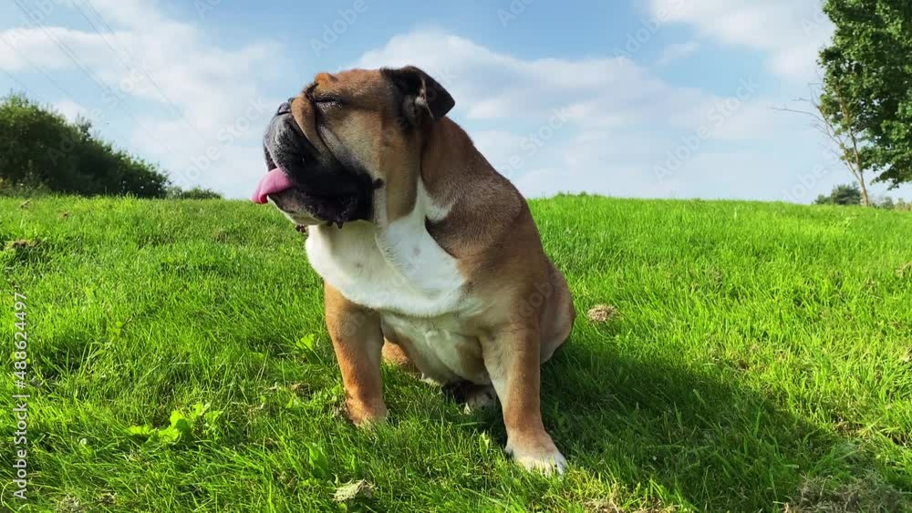 Red English British Bulldog in orange harness out for a walk sitting on the dry grass in sunny day Red English British Bulldog in orange harness out for a walk sitting on the dry grass in sunny day
