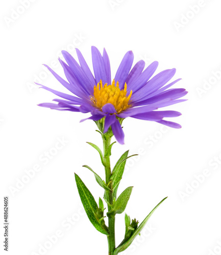 purple daisy isolated on white © Alisa