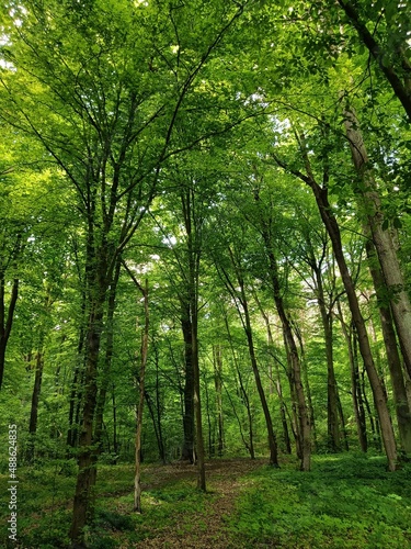 inside of green forest in the summer
