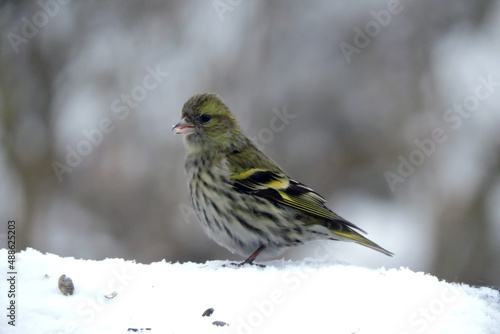 Photos A portrait of a female European siskin sitting in snow, blurred background