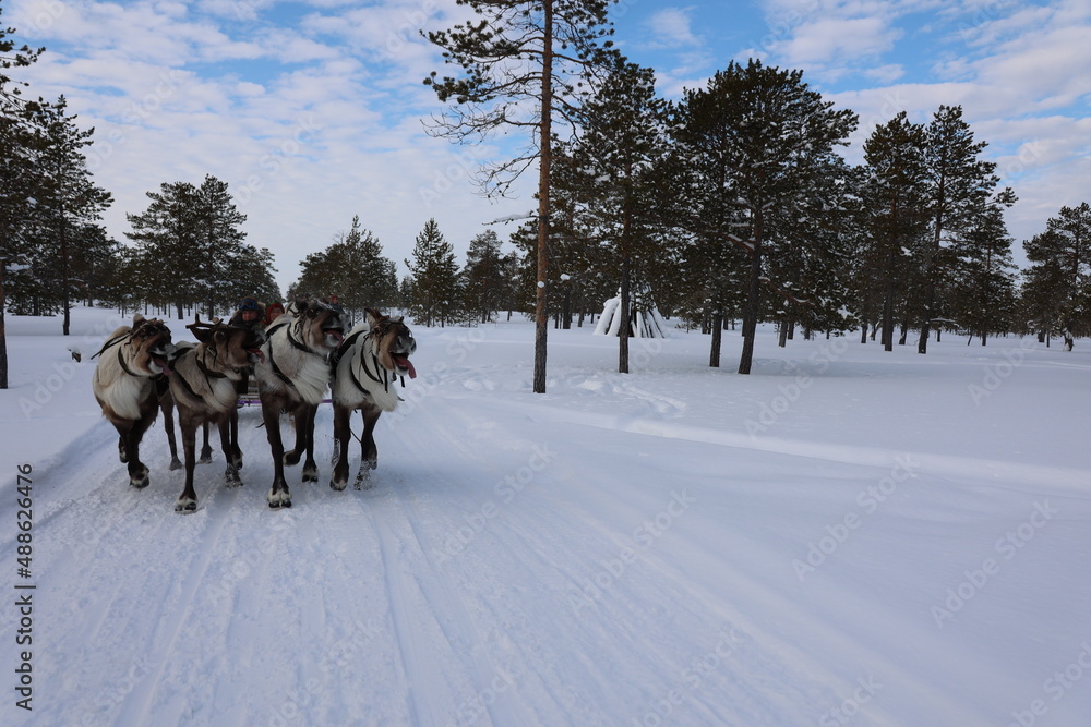 Reindeer run at the Reindeer Herder's Day competition Reindeer run at the Reindeer Herder's Day competition