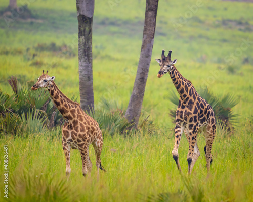 Photography giraffe in the savannah