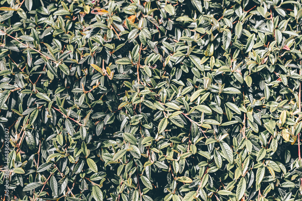 Natural green leaf texture. Colour tonning. Outdoors Natural green leaf texture. Colour tonning. Outdoors