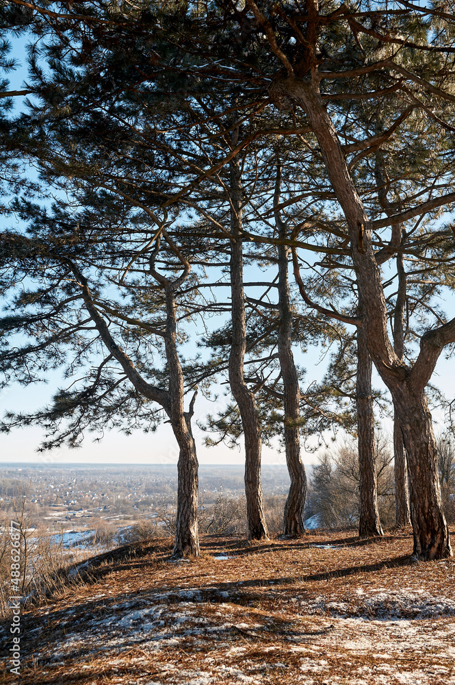 Pine trees near the cliff in winter in the forest Pine trees near the cliff in winter in the forest