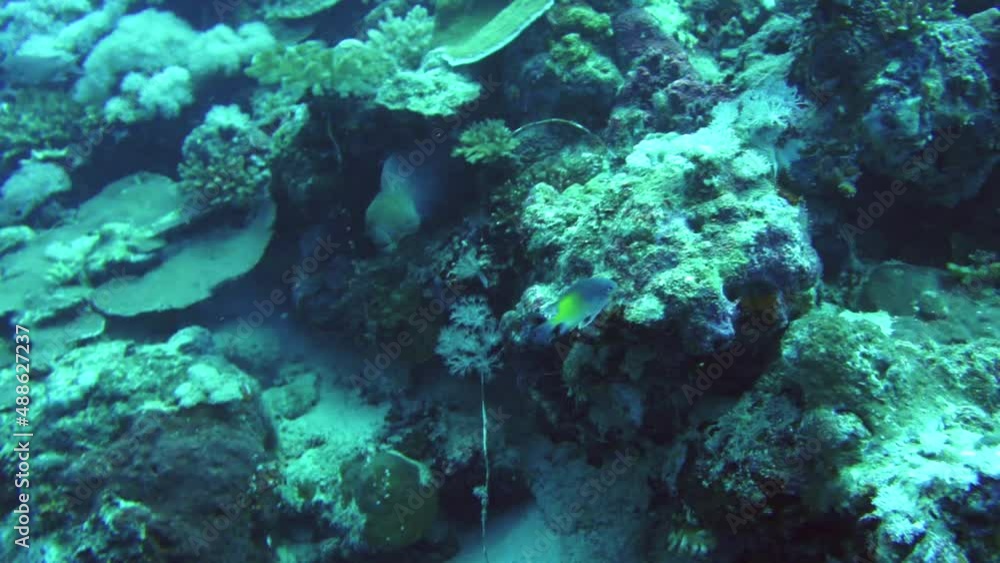 coral reef with fish coral reef with fish