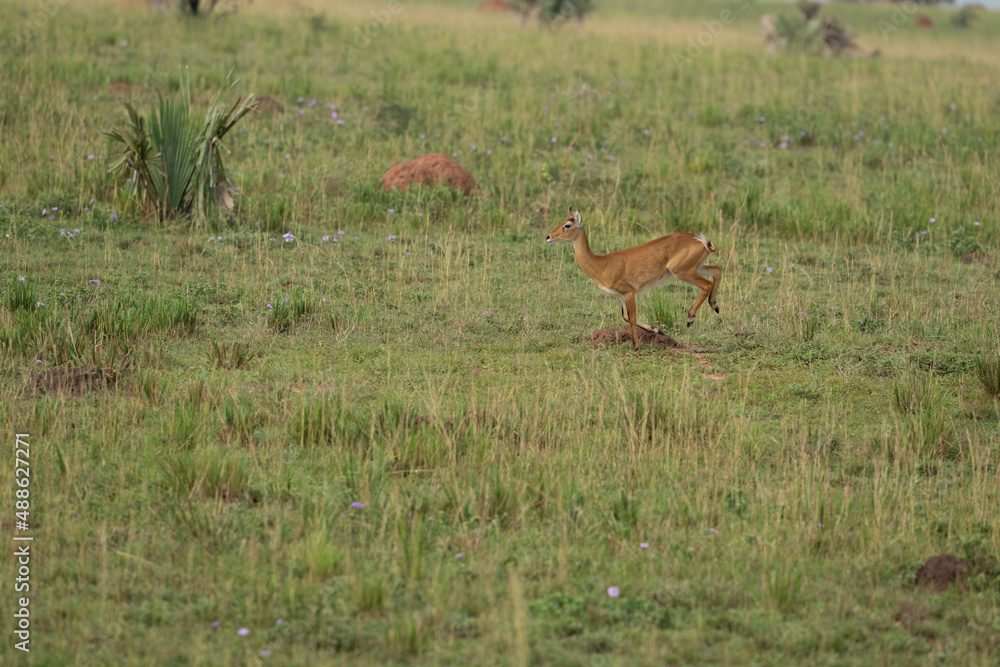 impala in the savannah impala in the savannah