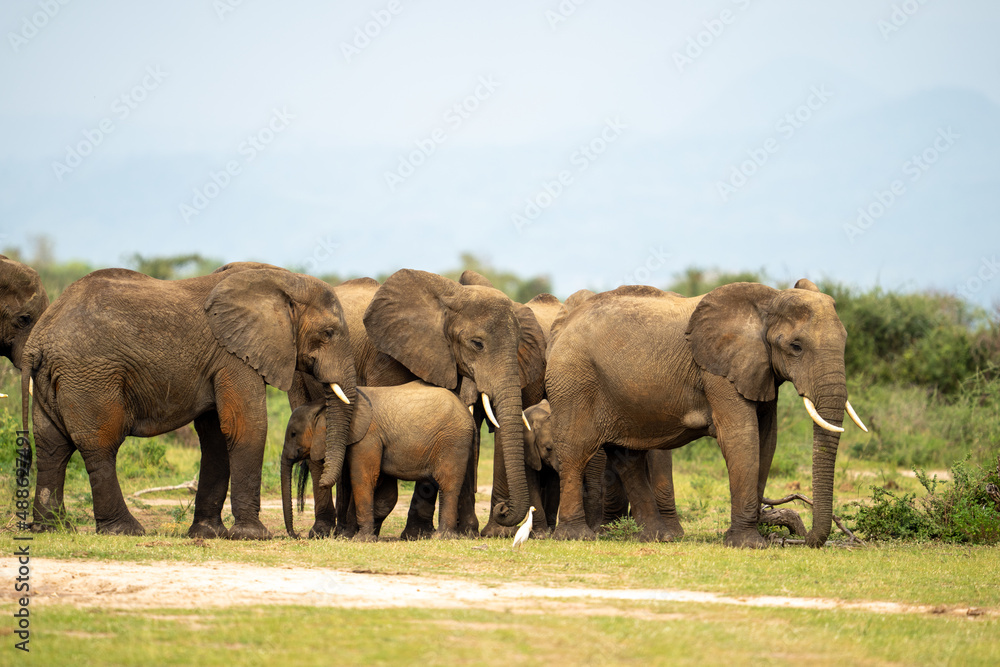 Fototapeta premium elephants in the savannah