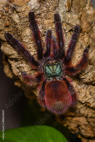 Caribena Versicolor, tarantula in a terrarium, Caribena Versicolor in a Terrarium, beautful spider