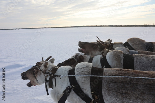 Reindeer run at the Reindeer Herder's Day competition