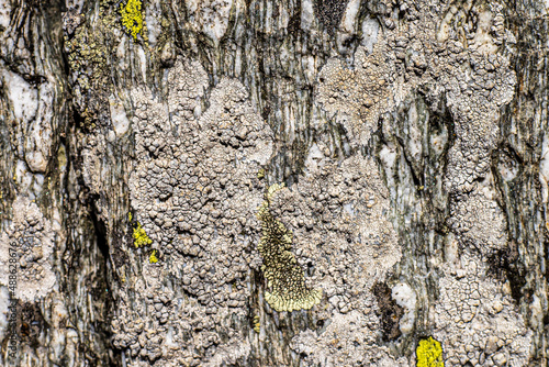 texture of granite rock with high mountain lichen photo