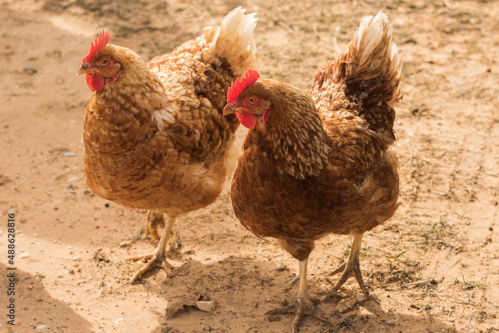 Fototapeta premium Two chickens on the farm
