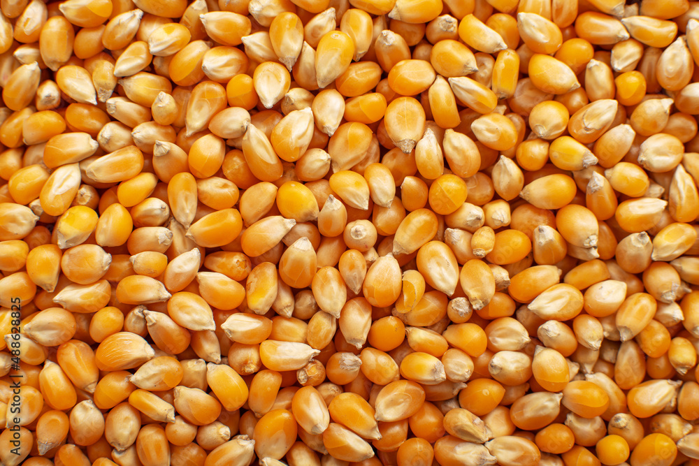 Dry raw corn kernels for making popcorn food background
