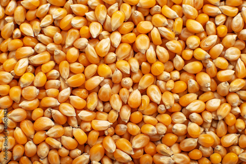 Obraz na płótnie Dry raw corn kernels for making popcorn food background w salonie