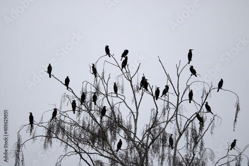 viele Kormorane sitzen auf Zweigen einer Birke photo