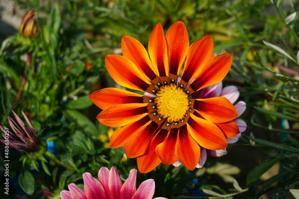 Close up of a Gazania flower, Treasure flower in full bloom, yellow Gazania, Gazania rigens, (aka Gazania splendens)
Close up of a Gazania flower, Treasure flower in full bloom, yellow Gazania, Gazania rigens, (aka Gazania splendens)