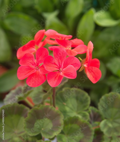 Red Geranium Zonal, garden geranium, Pelargonium hortorum with red flowers, ornamental and mediucinal plant, in bloom