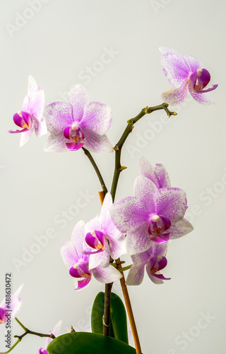 Orchid  Orchis L  white-purple flowers on a gray background
