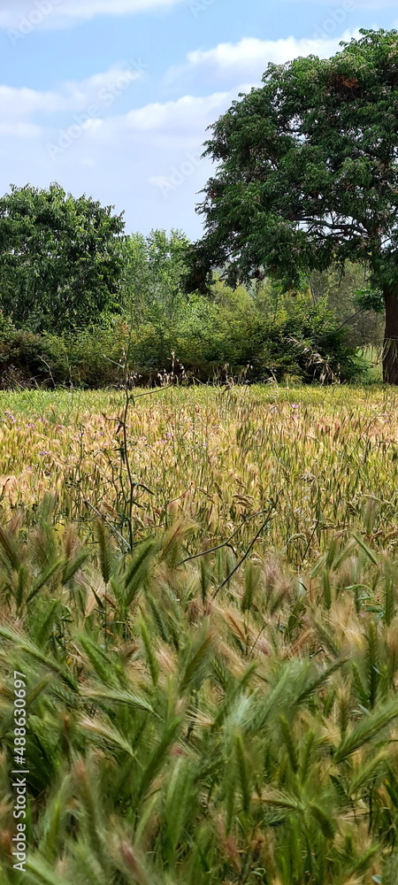 Obraz premium Wall Barley