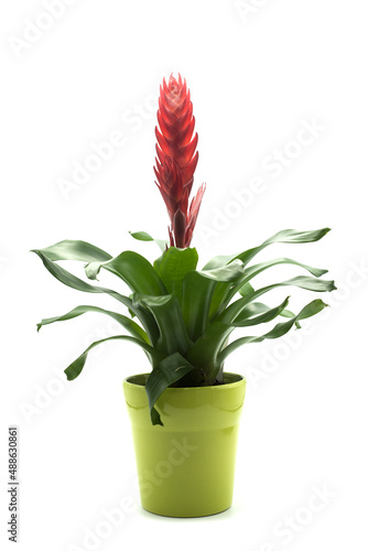 Closeup of bromelia plant in a green pot on white background photo
