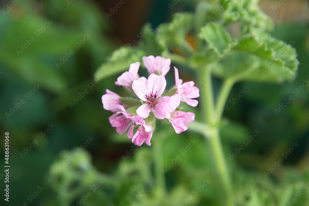 Geranium Geranium