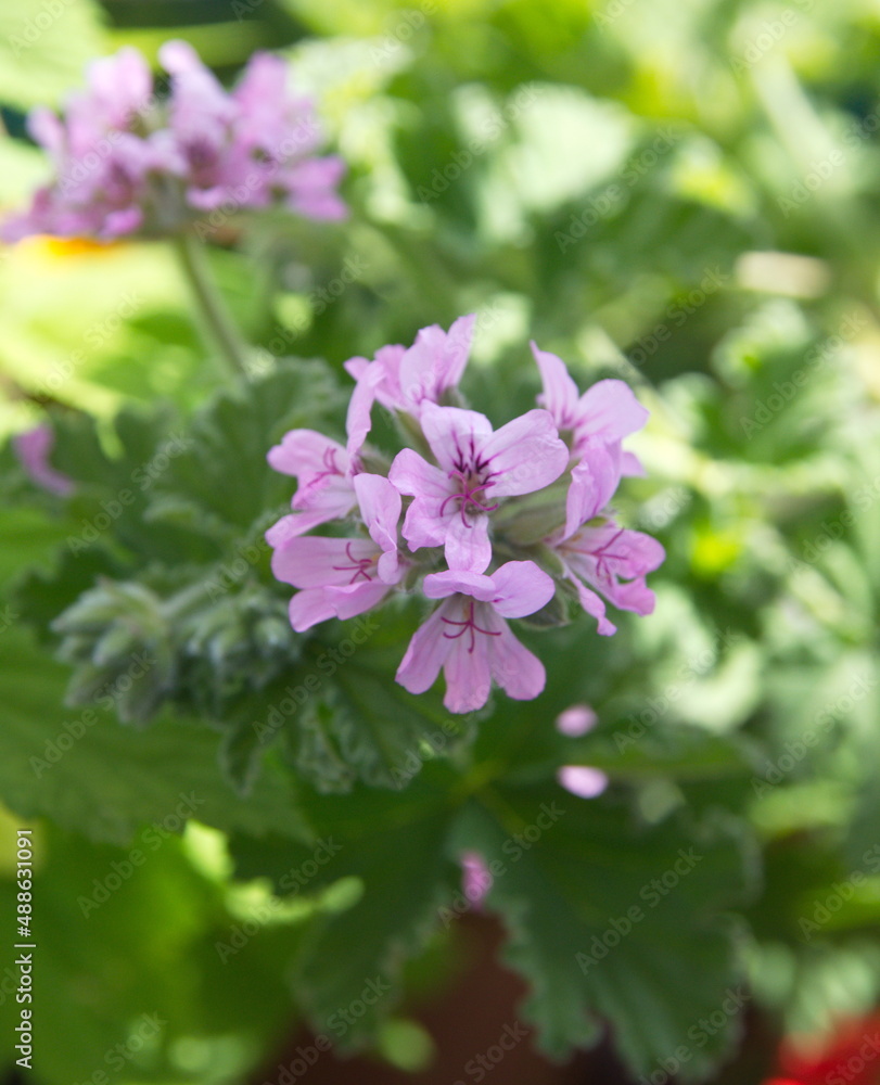 Geranium Geranium