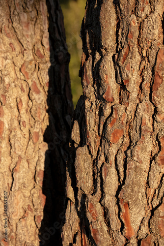 Forêt, Fontainbleau, écorce