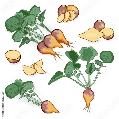 Set of rutabaga for banners, flyers, posters, cards. Whole, half, quarter, slices of Swedish turnip. Root of swede. Cartoon style. Root vegetables. Vector illustration isolated on white background