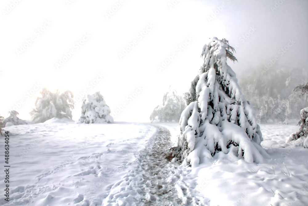 Fototapeta premium Misty scene of snow-covered trees after a storm