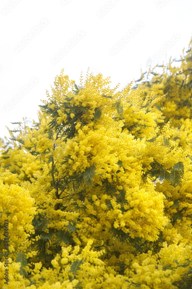 Blossom of Acacia dealbata, Acacia derwentii with yellow flowers, mimosa tree, on white background Blossom of Acacia dealbata, Acacia derwentii with yellow flowers, mimosa tree, on white background