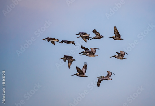 Large flock of American brown pelicans flying overhead © Jo