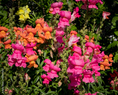Wallpaper Mural Snapdragon flowers and green leaf in garden at sunny summer or spring day on the coast of North Carolina Torontodigital.ca
