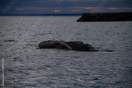 patagonia argentina ballena franca austral