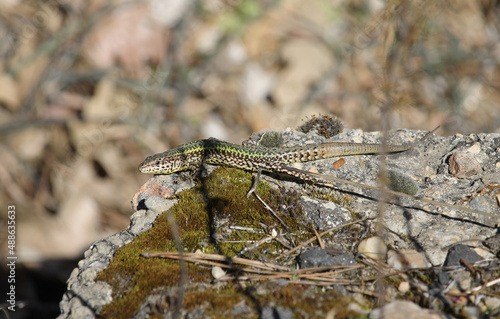 Male specimen of the Bocage's wall lizard Podarcis bocagei with the characteristic green color of the mating season. The species is endemic to the Iberian Peninsula. Lives in temperate forests © 9elisa9