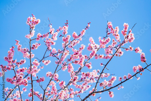 早春の訪れ梅の花