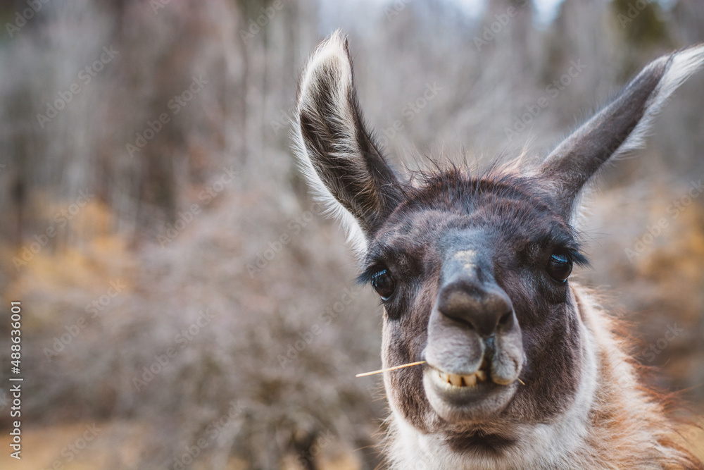 Fototapeta premium Lama