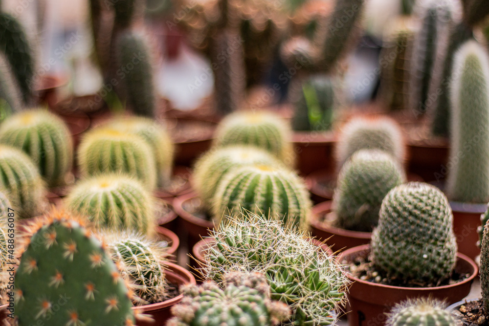 cactus in a greenhouse cactus in a greenhouse
