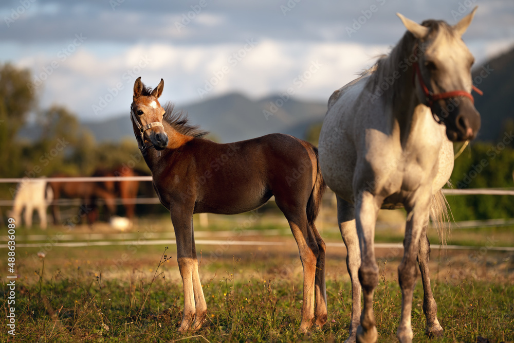 Obraz premium Small brown Arabian horse foal standing next to his mother, blurred green grass field with more animals background