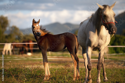 Small brown Arabian horse foal standing next to his mother, blurred green grass field with more animals background