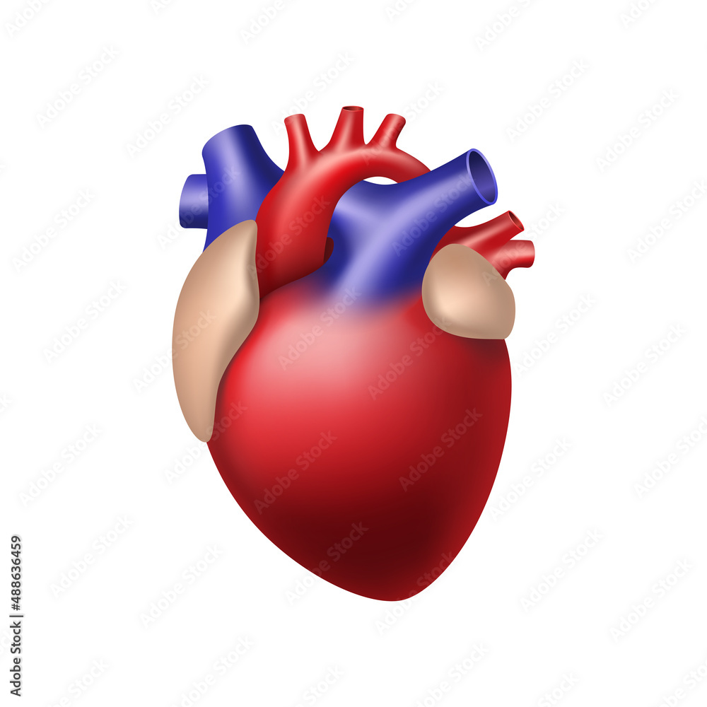 Realistic heart anatomy structure. Anatomically correct heart with