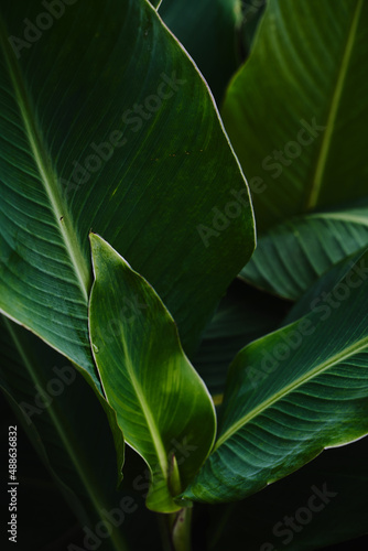 Green tropical plants