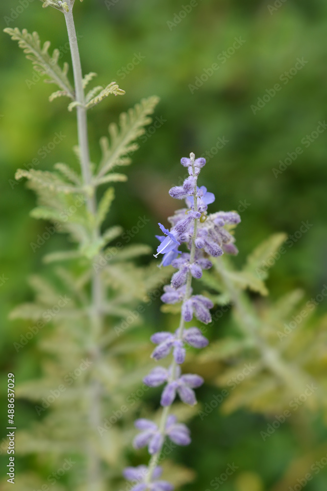 Blue Spire Russian sage Blue Spire Russian sage