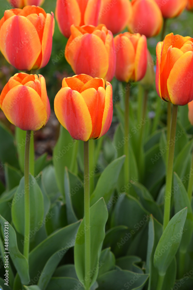 Tulip Apeldorns Elite