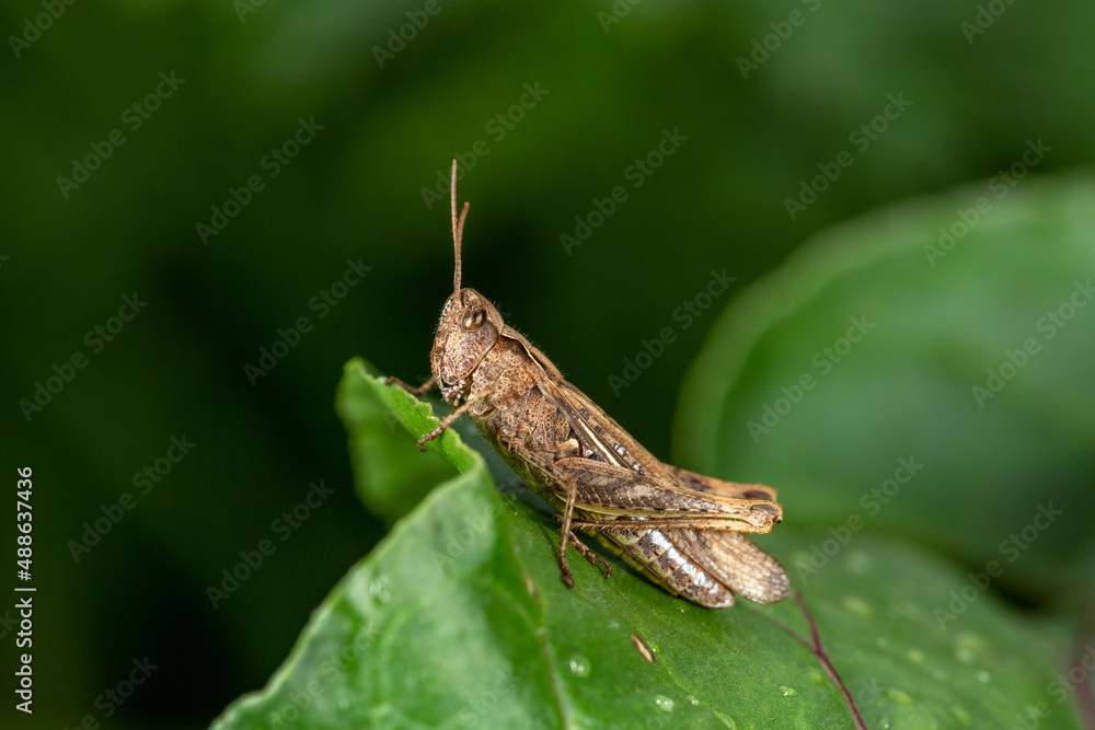 Common field grasshoper sitting on a green leaf macro photography in summertime. Common field grasshopper sitting on a plant in summer day close-up photo. Macro insect on a green background. Common field grasshoper sitting on a green leaf macro photography in summertime. Common field grasshopper sitting on a plant in summer day close-up photo. Macro insect on a green background.