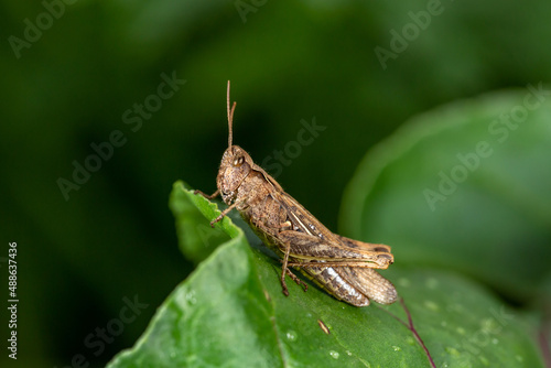 Common field grasshoper sitting on a green leaf macro photography in summertime. Common field grasshopper sitting on a plant in summer day close-up photo. Macro insect on a green background.