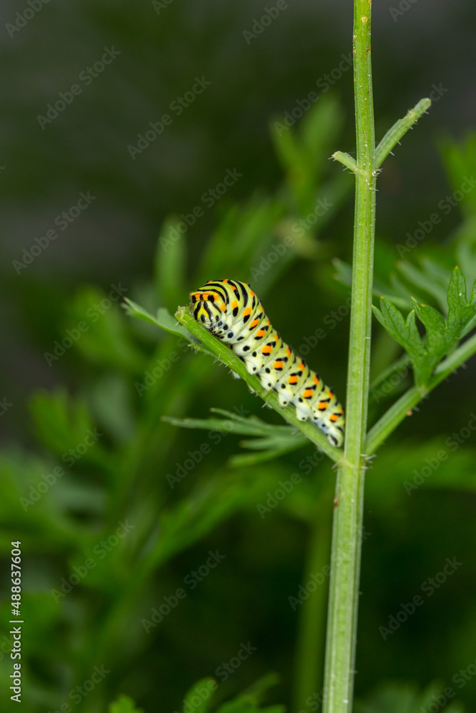 Green swallowtail caterpillar sitting on a branch of carrot macro photography on a summer day. Caterpillar of Papilio machaon close-up photo in summertime. Green swallowtail caterpillar sitting on a branch of carrot macro photography on a summer day. Caterpillar of Papilio machaon close-up photo in summertime.